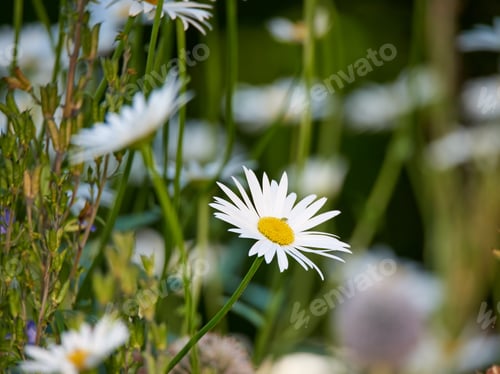 Preview: Daisy - Marguerite