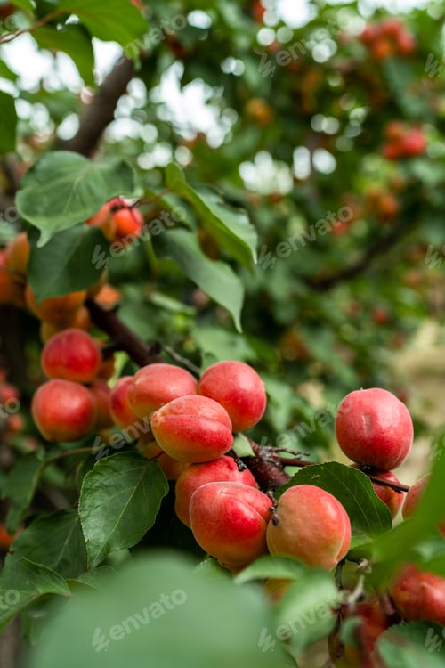 Preview: Apricot trees in orchard, organic fruits produce