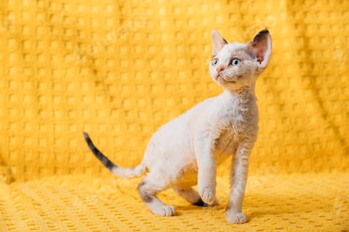 Preview: Funny Small Little White Devon Rex Kitten Kitty Resting Posing. Short-haired Cat Of English Breed On