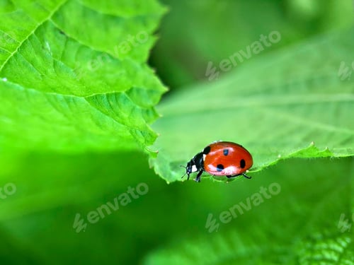 Preview: Lady bug on a green leaf