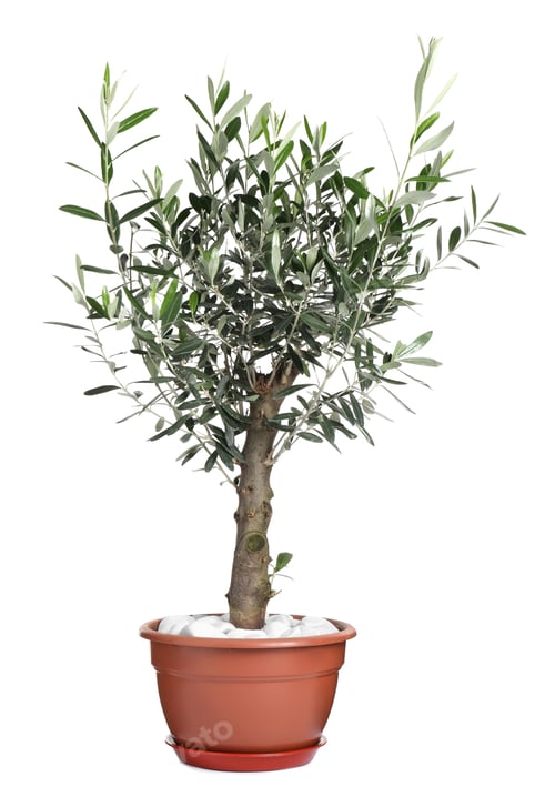 Preview: Beautiful young potted olive tree isolated on white