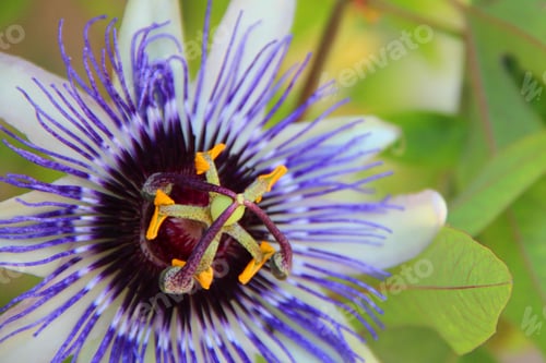 Preview: Closeup shot of a beautiful purple passionflower on a blurred background