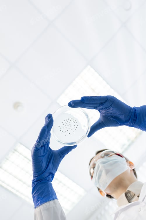 Preview: Gloved hands of young chemist or pharmasict holding petri dish with bacteria