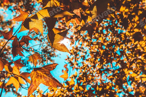 Preview: Autumn with its beautiful colorful maple leaves.