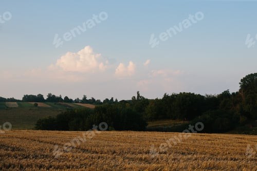 Preview: Mown wheat field at sunset.