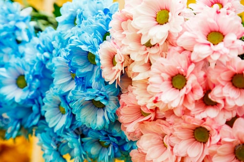 Preview: Blue and pink flowers in autumn foliage, fall, leaves on the ground