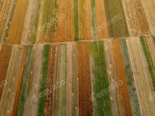 Preview: Aerial view of cultivated green fields and agricultural parcels with gold wheat, straw rolls.