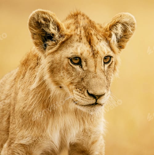 Preview: A Beautiful Wildlife in the World in pictures