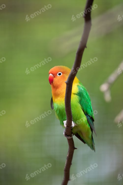 Preview: Fischer's lovebird perched on a tree branch, vertical, close-up