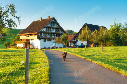 Preview: Rustic village with dog on the road among lush green rolling hill in the morning at Switzerland