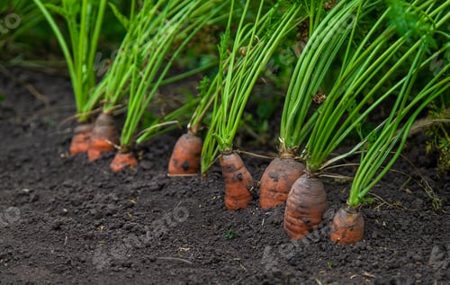 Preview: Carrots grow in the garden. Selective focus.