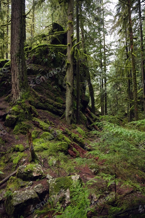Preview: Forest scenery in Lynn Valley Canyon