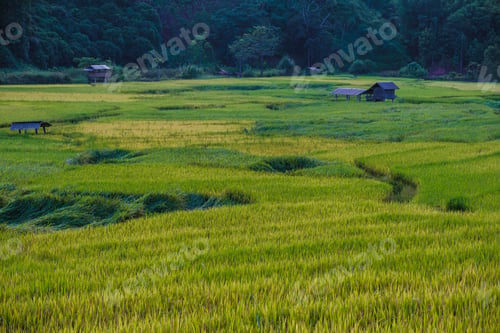 Preview: rice paddy field at Sapan Bo Kluea Nan Thailand