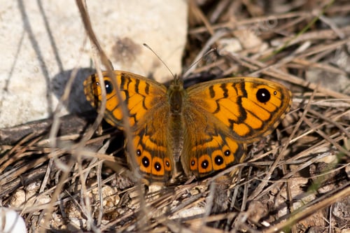 Preview: Close-up shot of a wall brown butterfly perched on a dry grass on the ground in bright sunlight