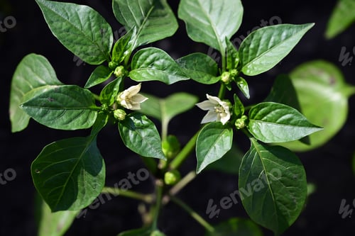 Preview: green pepper growing in the garden