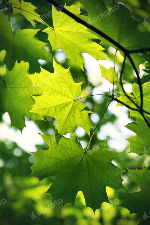 Preview: Branch of green maple