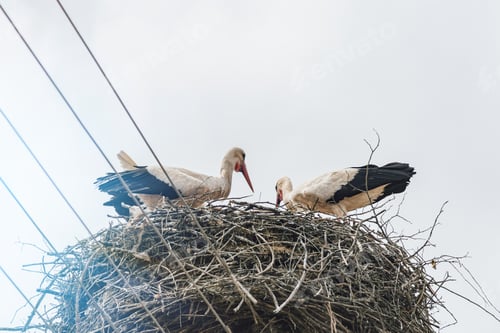 Preview: White storks at nest on a light pole with wires against sky