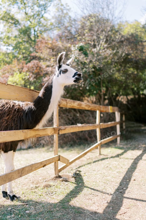 Preview: White and brown llama peeks out from behind a wooden fence in a green park. Side view