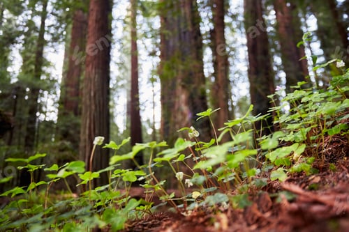 Preview: Wild flowers, Humboldt Redwoods State Park, California, USA
