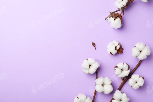 Preview: Flat lay composition with cotton flowers on violet background. Space for text