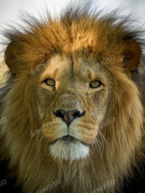 Preview: Lion (Panthera leo)