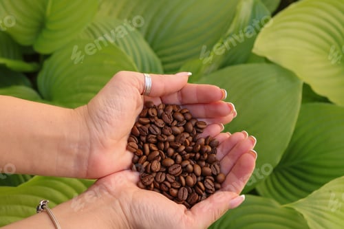 Vorschau: Kaffeebohnen