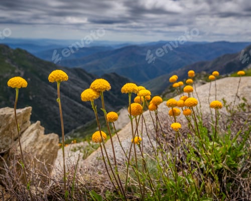 Preview: Closeup of Billy buttons, yellow wild flowers, Craspedia on the edge of the Australian Alps range