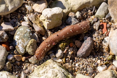 Preview: Sea ring (Echiura) or a type of sea ring worm (sipunculid or echiuran)