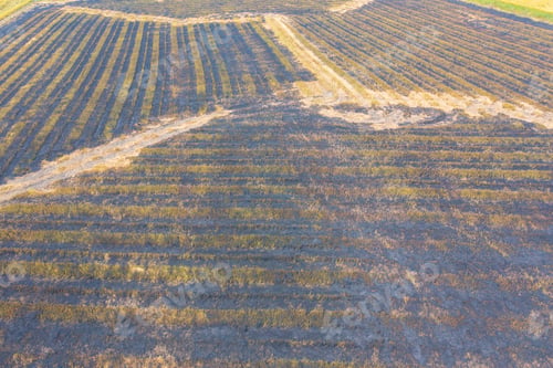 Preview: Fresh paddy rice, green agricultural field in countryside or rural area in Asia. Nature landscape.