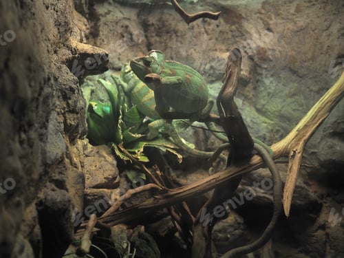 Preview: Terrarium for chameleon. A chameleon in a terrarium.