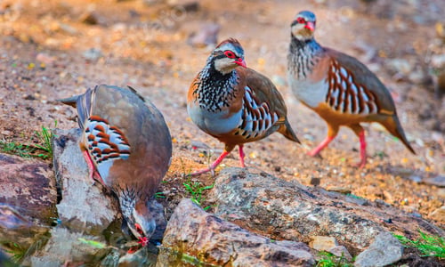 Preview: Red-legged Partridge, Monfragüe National Park, Spain