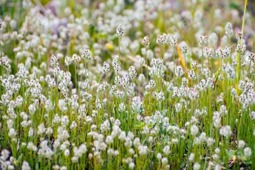 Preview: California plantain flowers