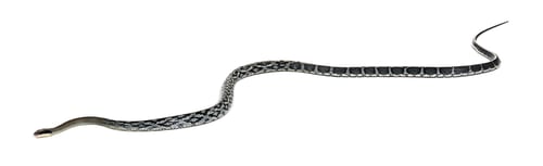 Preview: beauty rat snake, Elaphe taeniura, isolated on white