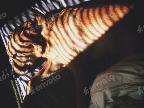 Preview: Golden retriever in the sunlight