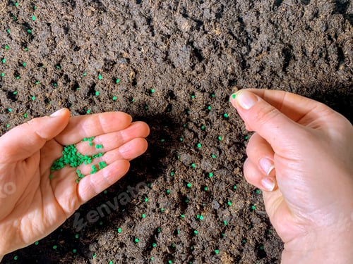 Preview: Farmers are sowing seed plants into the ground. Growing seedling, transplant, planting vegetables