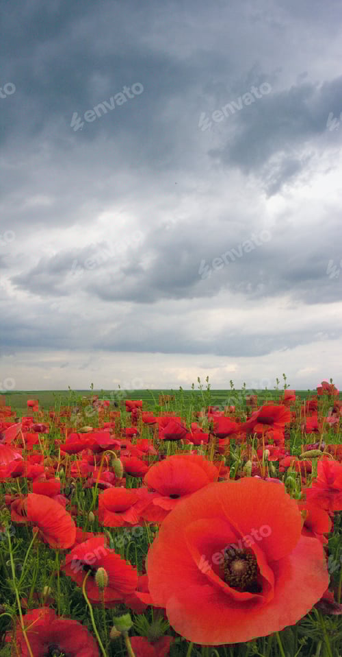 Preview: poppy field, close up flowers and background with stormy sky