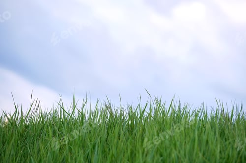 Preview: Closeup of green grass with long blades growing on lawn in summer