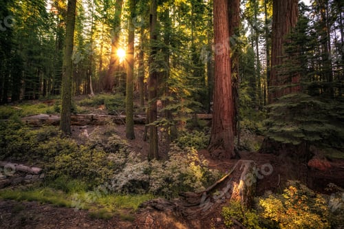 Preview: Forest Of Sequoias In The Mariposa Grove At Yosemite National Park In California