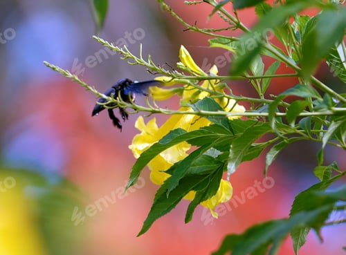 Preview: Yellow flowers are being bloomed by a blue and black insect