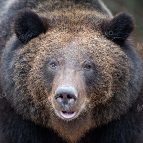 Preview: Portrait bear in autumn forest
