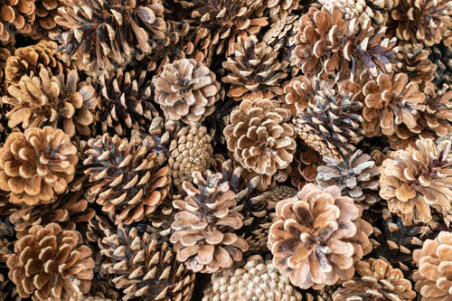 Preview: brown black pine cones with visible details. background or texture