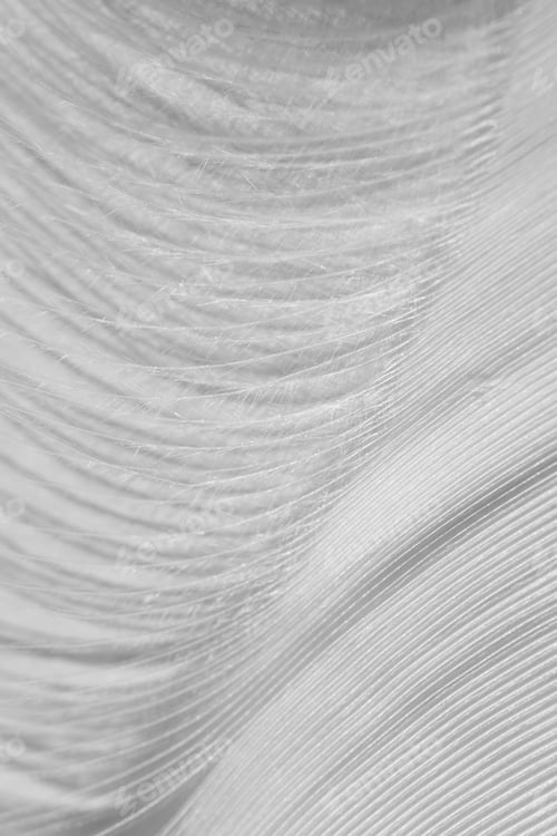 Preview: Macro white fluffy swan feather detail. Concept of tenderness and softness, macro
