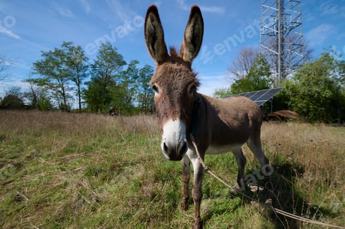 Preview: A brown donkey with tall ears standing in a green field. The blurred background enhances the focus