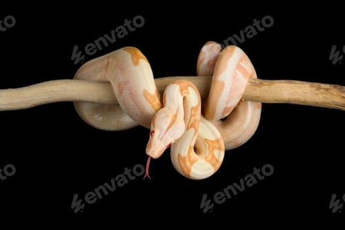 Preview: Snake red-tailed boa hanging on a branch isolated on black background