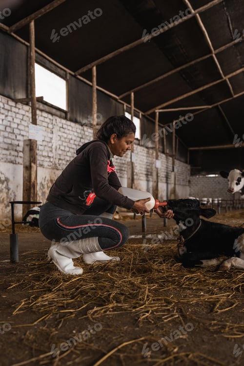 Preview: Vertical photo of a woman feeding a small calf in a farm