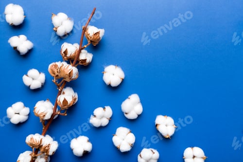 Preview: Autumn Floral composition. Dried white fluffy cotton flower branch top view