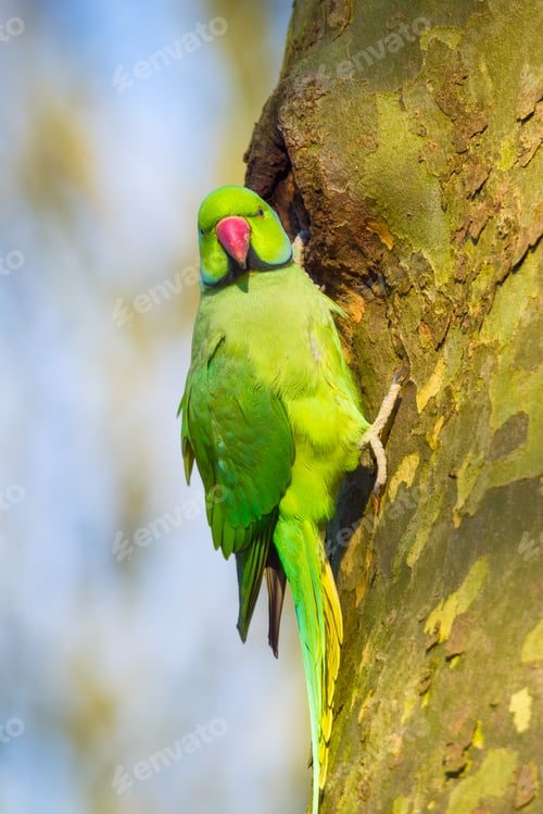 Preview: Rose-ringed parakeet. Bird on a branch. Blurred background. Animals in wild nature.