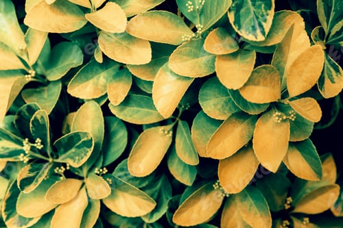 Preview: Natural abstract modern green background. A hedge made of a plant.