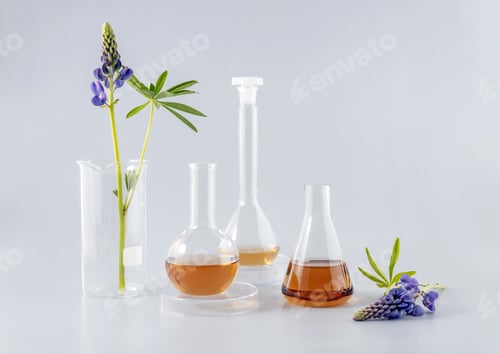 Preview: flasks with solutions, laboratory utensils with a lupine branch on a gray background