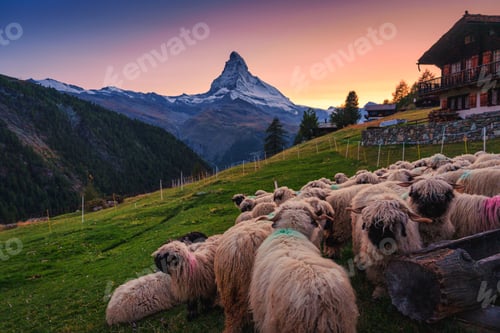 Preview: Rustic view of Sunset over Matterhorn mountain with flock of sheep on hill at Switzerland